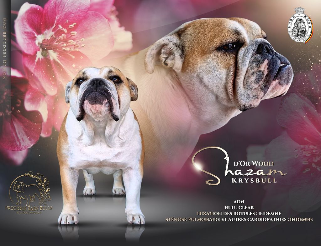 Precious Baby Dog - Tests de santé Leïa