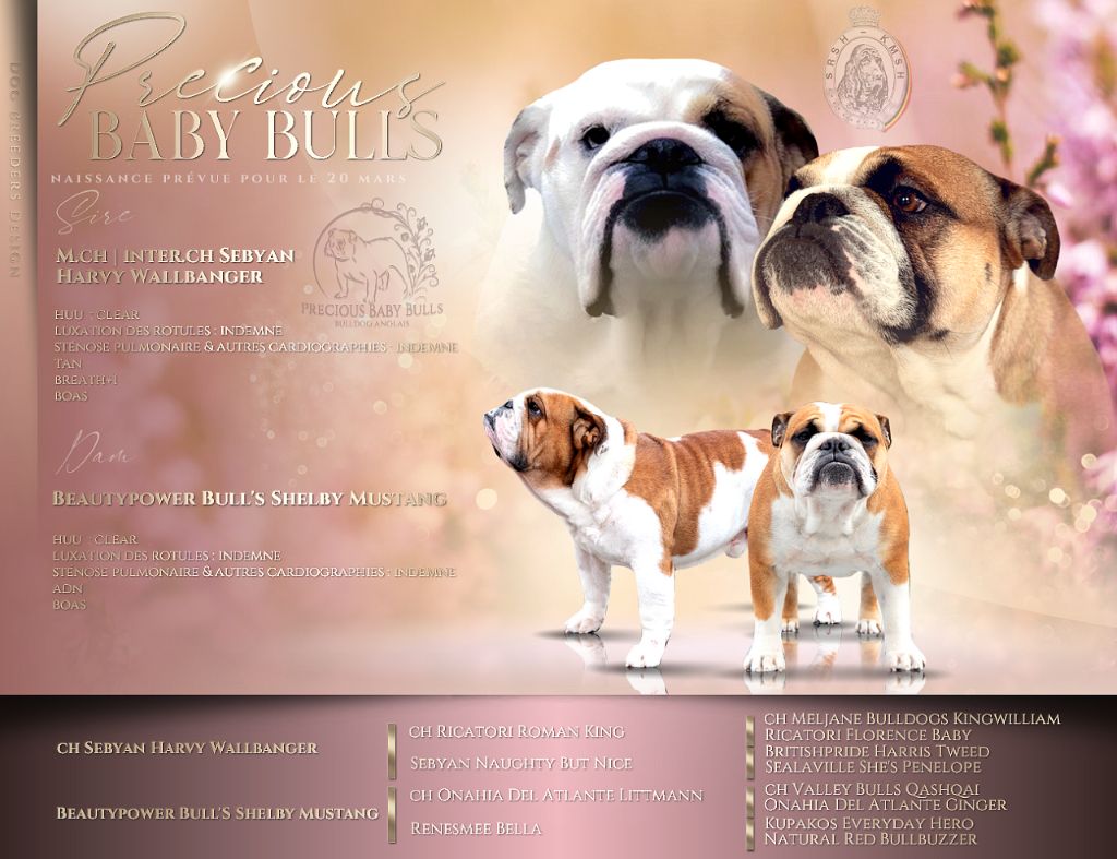 Precious Baby Dog - Gestation confirmée