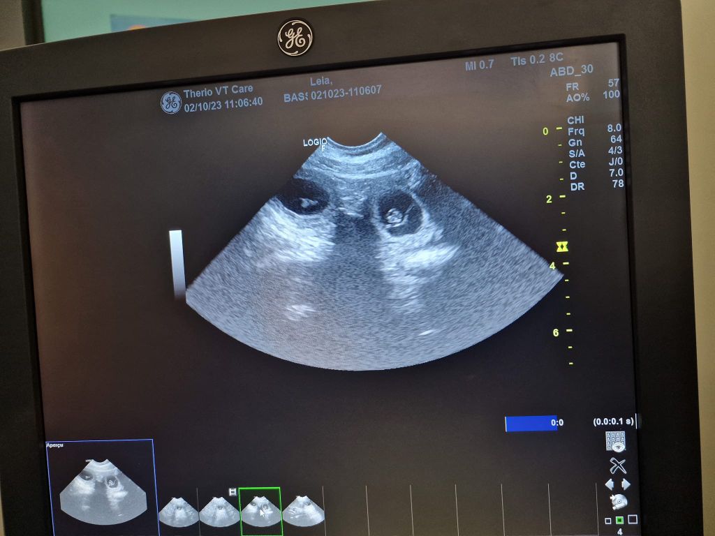 Precious Baby Dog - Naissance