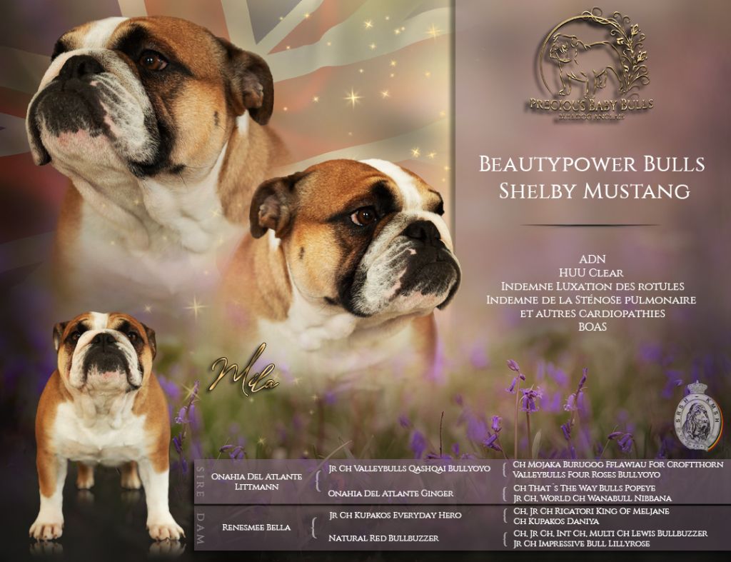 Precious Baby Dog - Tests de santé Mila Novembre 2022