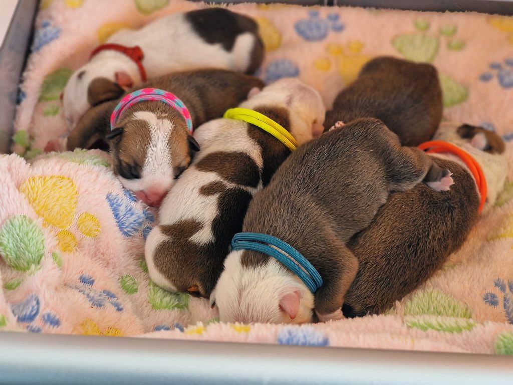 Precious Baby Dog - Bulldog Anglais - Portée née le 20/03/2023